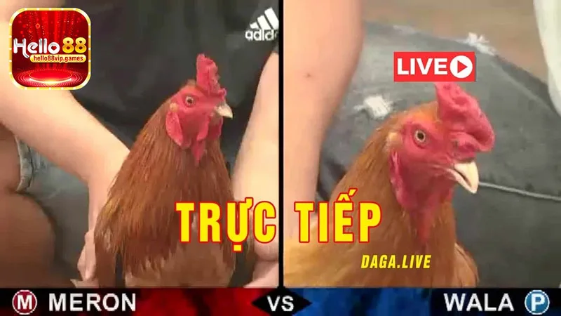 Trực tiếp đá gà hôm nay